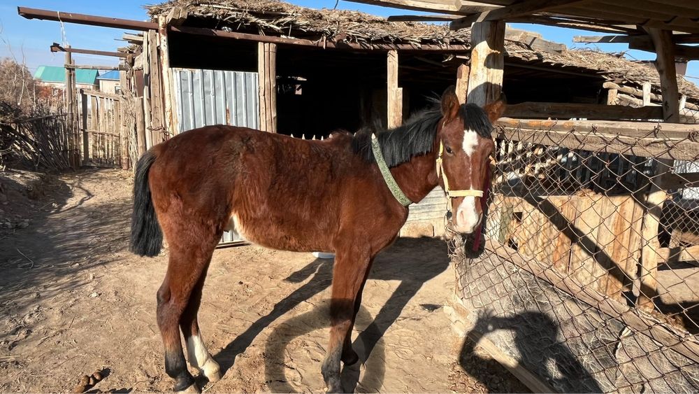 Тай сатылады міңгі