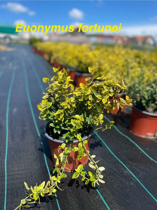 Producator din Mures producem ienupar, euonymus, pinus, taxus, tuia