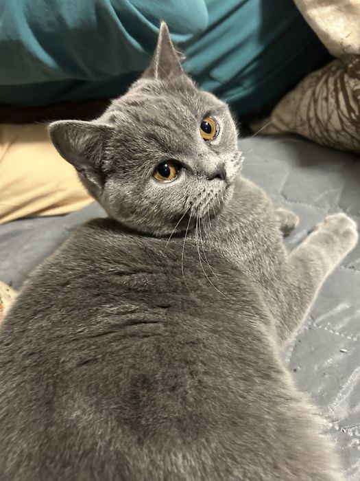 Британски котета