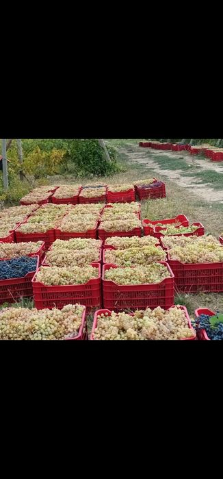 Strugurii de vin soiuri alese