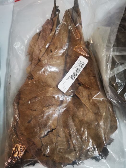 Frunze de katappa -pentru  paraziți intestinali