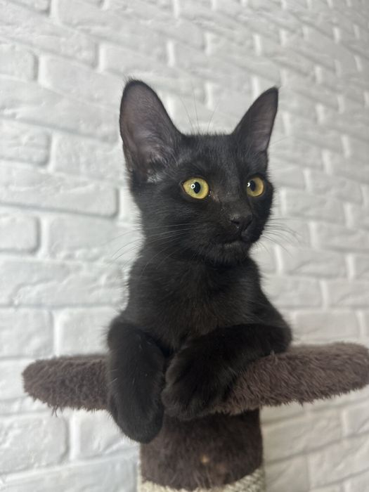 Котенок 3 месяца