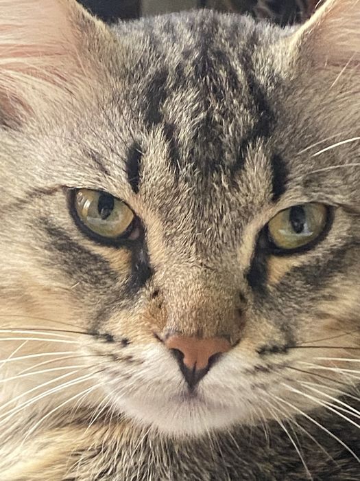 Отдам 2 кота 1.5 года и 10 месяцев