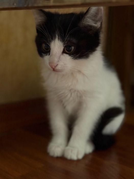 Котенок в добрые руки