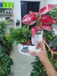 Aglaonema kolleksiya подарочная коллекция