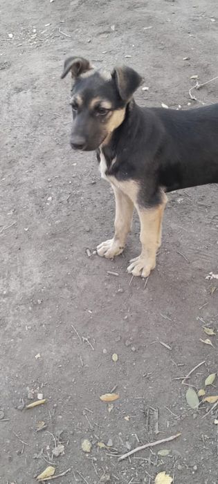 Замечательная щенулька ищет дом,3,5 мес