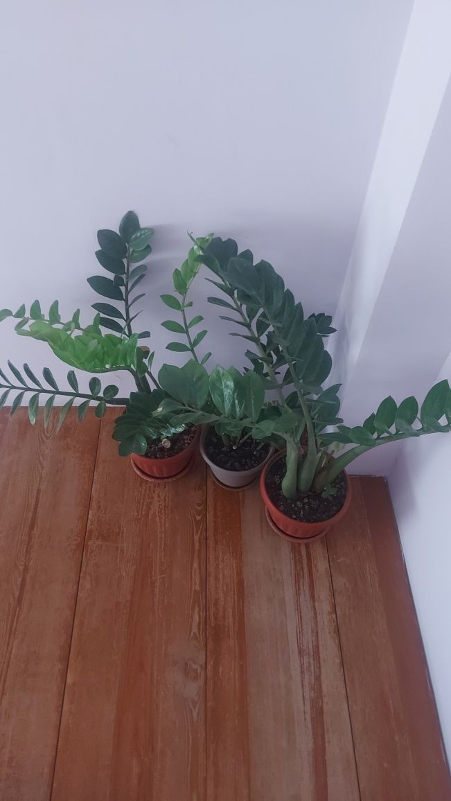 Продам замиокулькас