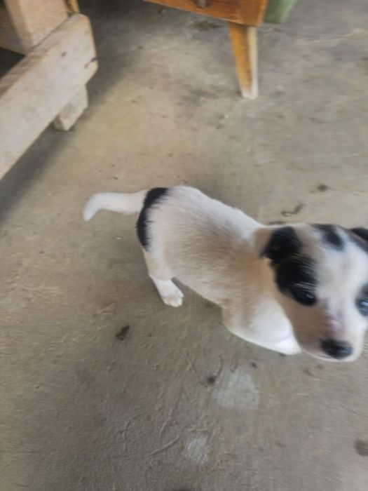 Donez catelusi 3 luni