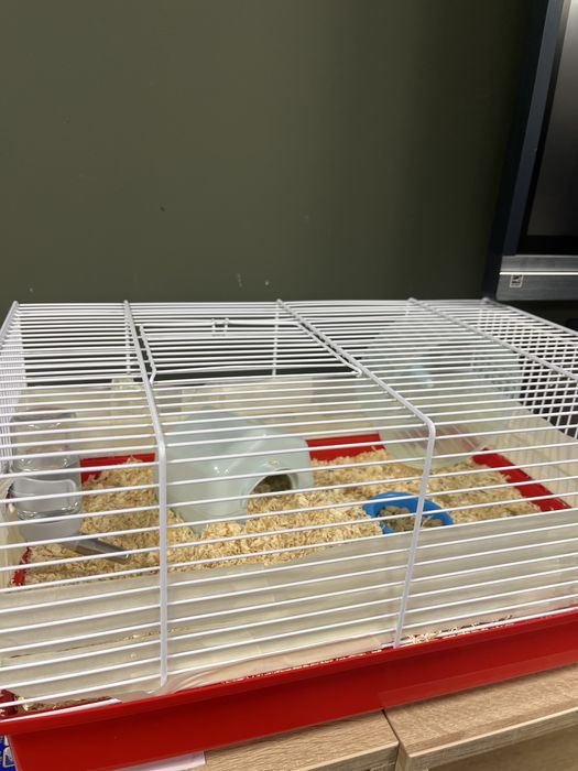 Подарявам домашни мишки