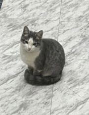 Отдам кошку на хорошую руку