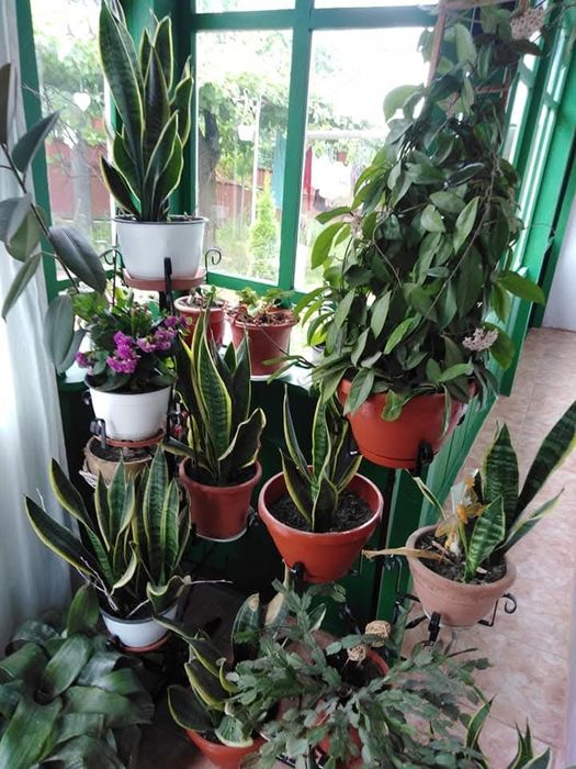 Floare Limba soacrei