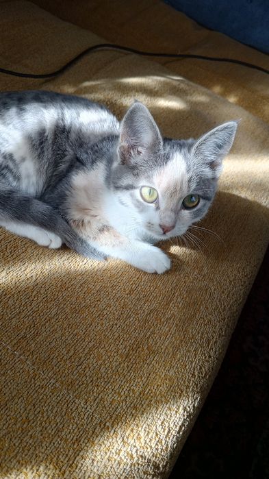 Отдам даром в добрые руки, кот мальчик