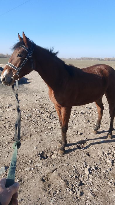 Жылқы баигеде жулели 1.5 жасар