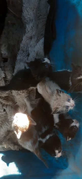Отдам котят 6 штук