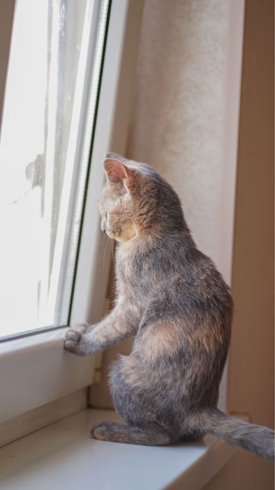 Девочка котенок в поисках дома, Ташкент! Mushukcha uy qidiryapti