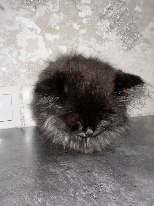 СРОЧНО продоется котенок чистинький в добрые руки