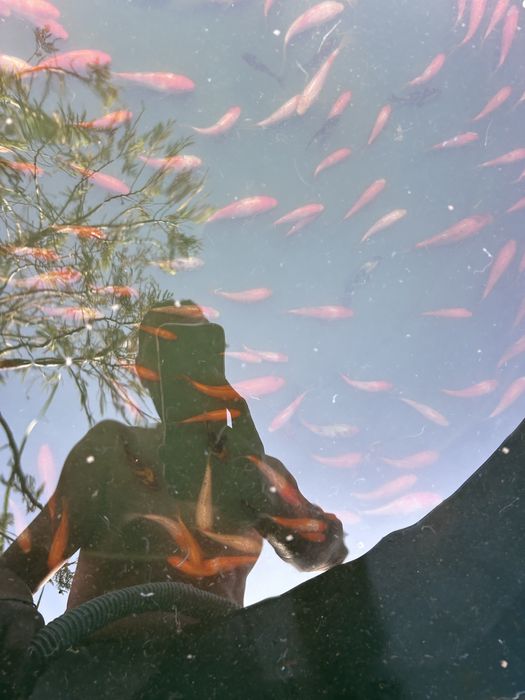 koi puiet 6-10 cm