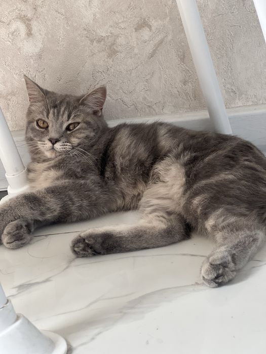 Scotish koshka dlya doma