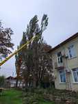 Amenajare și Întreținere spații verzi/Toaletare Arbori Rapid.