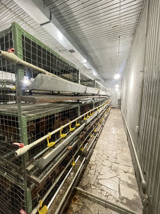 Клетка для кур 3х яростная