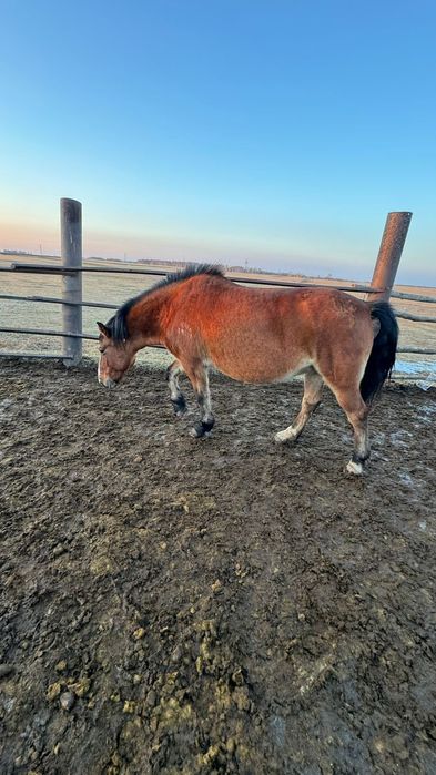 Бие сатамын срочно