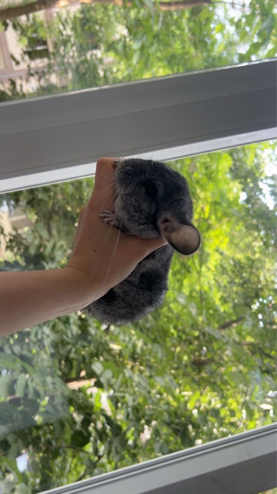 Chinchilla pereche