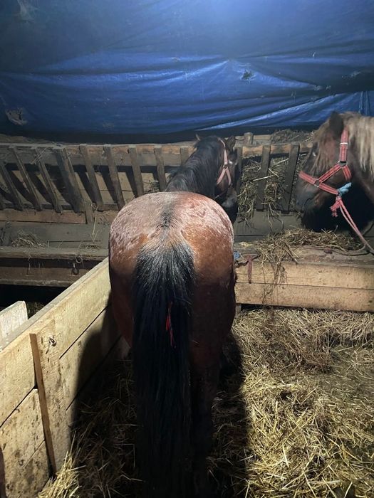 De vânzare harmasar