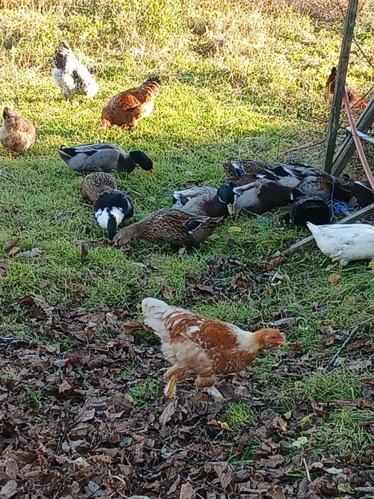 Rățoi rouen de vânzare