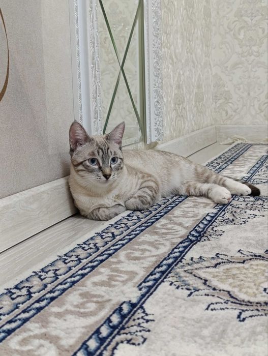 Продается кошка, не стерилизованна.