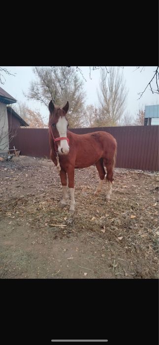 Продам кабылку 1,5
