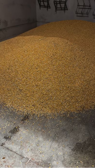 Porumb uscat recolta 2025 la pretul de 1 ron