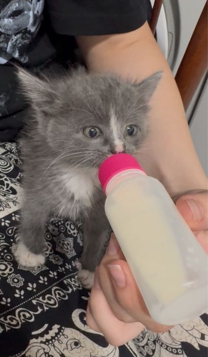 Котенок в добрые руки