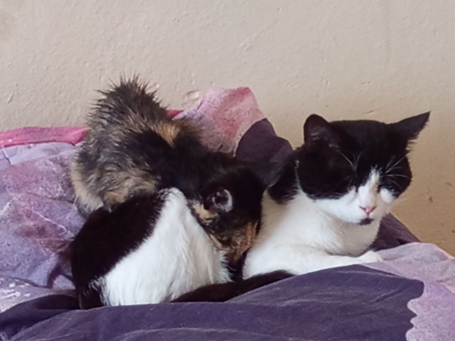 Подарявам котета с изградени хигиенни навици