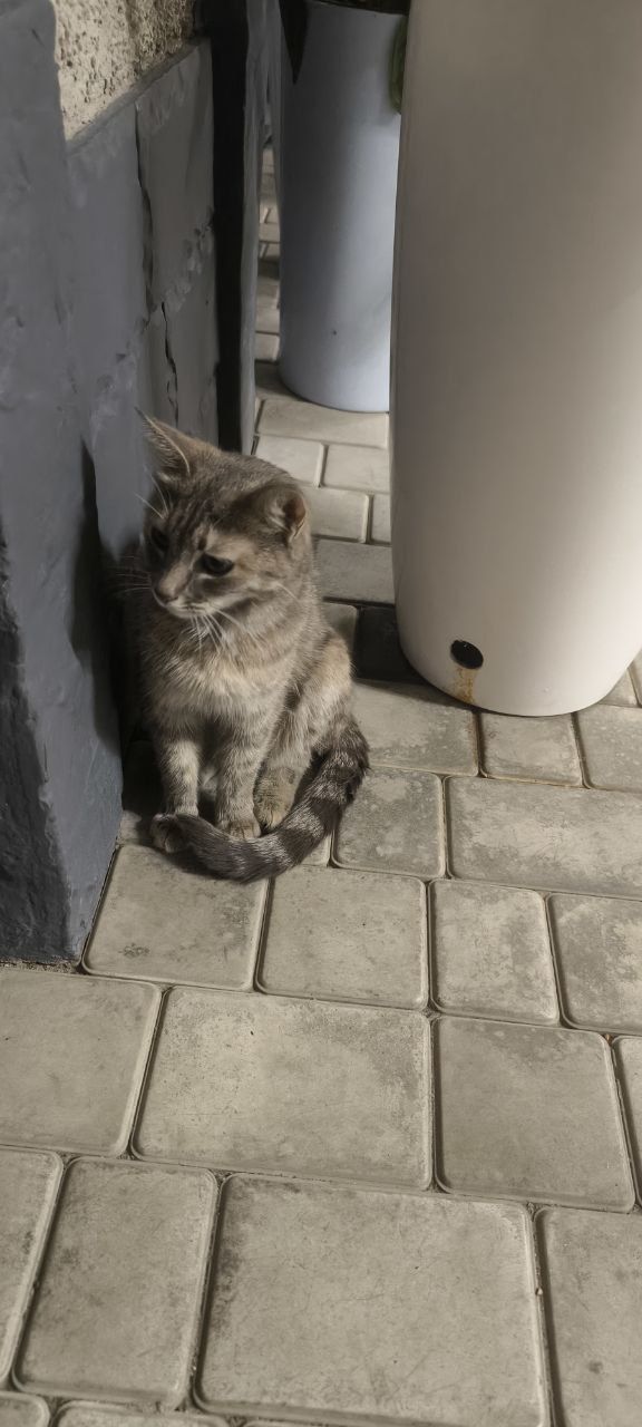 Ищем хозяина для кота