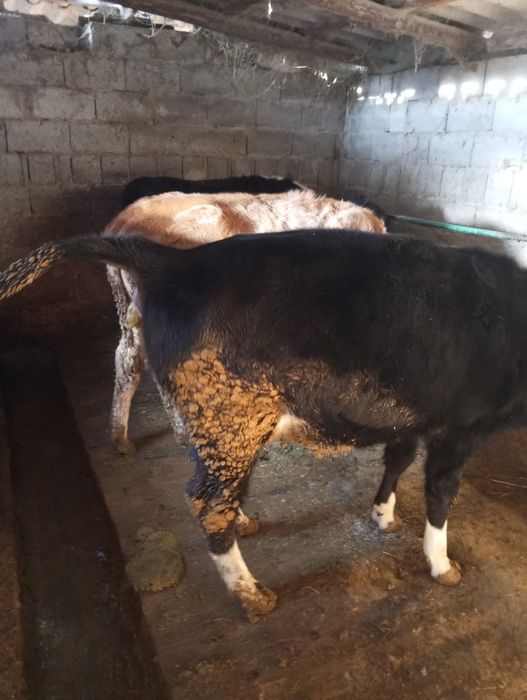 Продам жирных тёлок