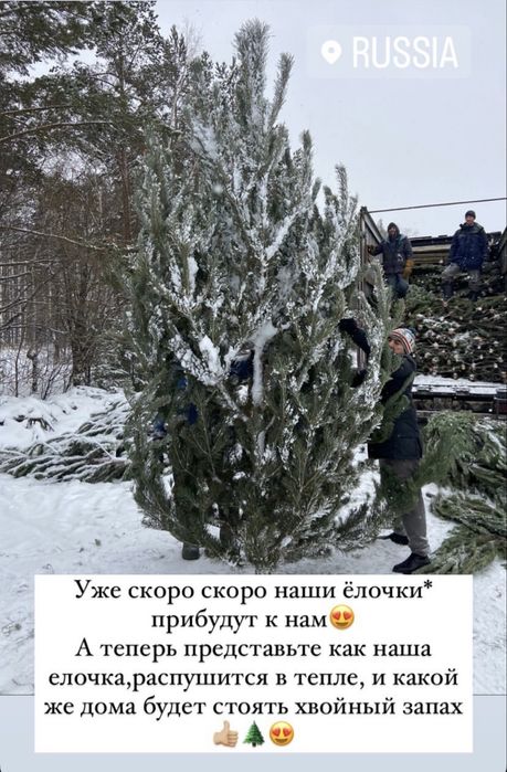 Натуральные Ёлки к Новому Году