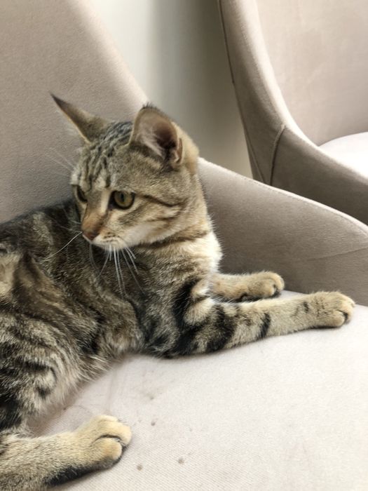 Отдаю в добрые руки котенка Бенгальской мальчика, спокойный, ласковый.