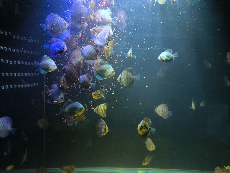 Продам Дискусов, мальки! Дискусы