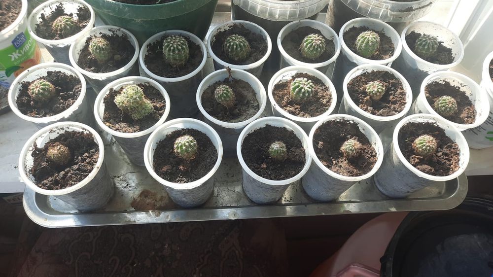 Кактусы продаю...