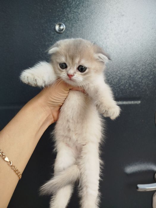 Скотишь фолд, шиншилла