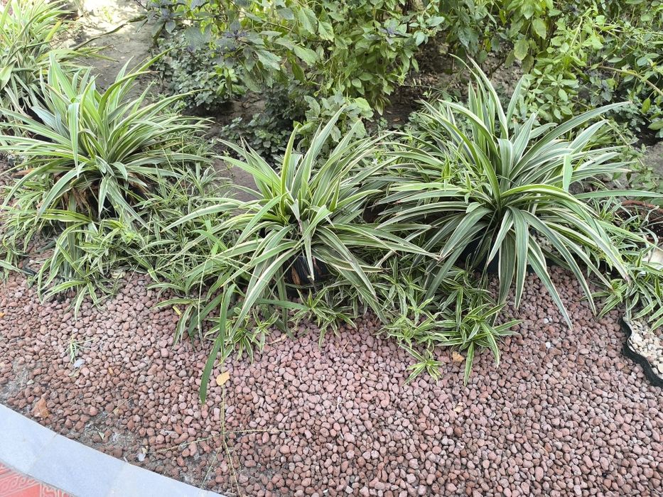 Xlorofitum gullari sotiladi atigi 30ming somdan.