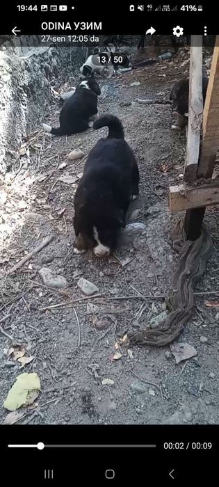 Кучуклар бор берулга берилади