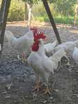 Cocoși Leghorn  de vânzare!