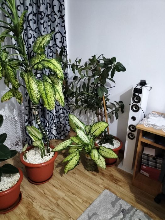Vând flori 3 ghivece naturale ficus 2 și trandafir japonez