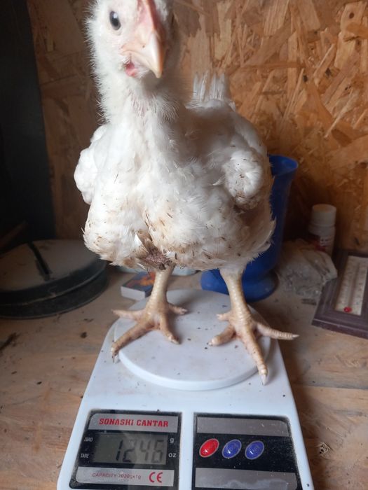 Vând pui anghinesti