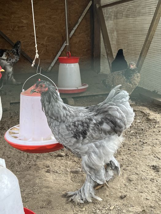 Cocos Brahma Albastru