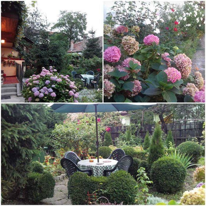 Ofer avantajos cazare/chirie pentru băieţi (preferabil studenti)