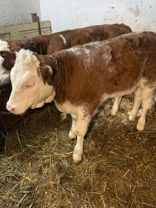 Vând vitele de două luni