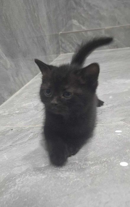 продаются котята