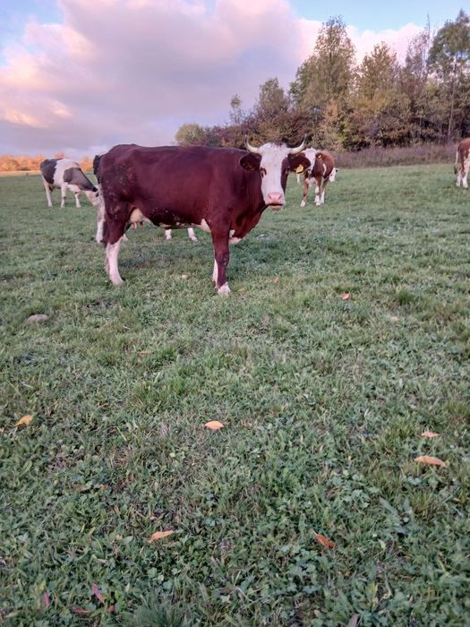 Ofer spre vânzare 2 vaci gestante si doua juninci